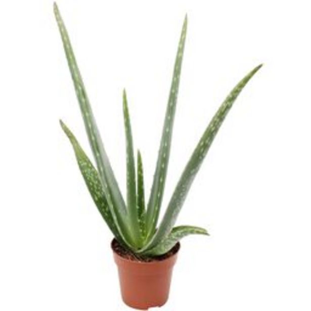 Tilbud: Aloe vera kr 4492